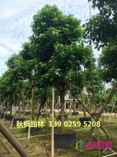 秋枫